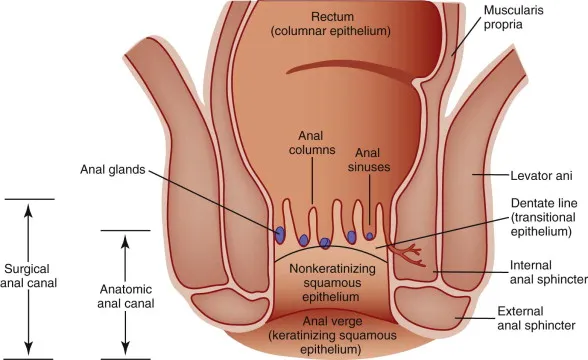 Anal Papilla Diagram